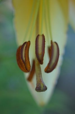 Flower stamen