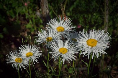 Cotton daisy 