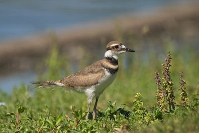 Killdeer