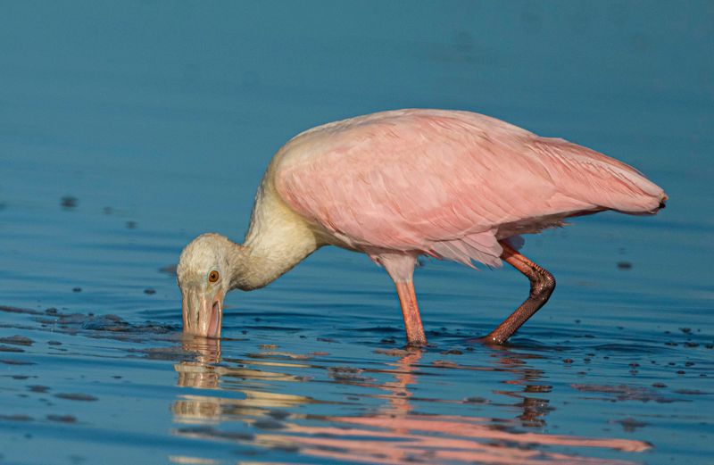 Roseate Spoonbill