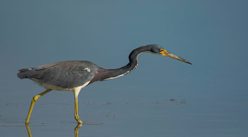 Tricolored Heron