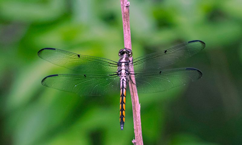 FJS_3696-3.jpg
