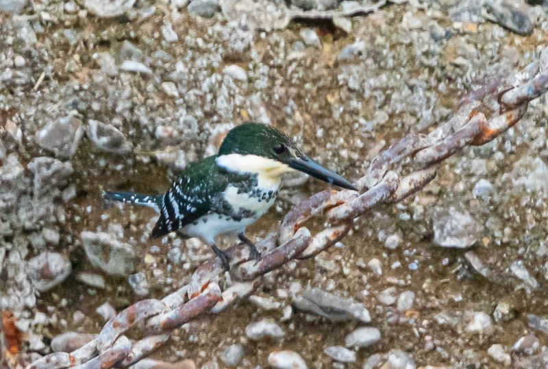 Green Kingfisher
