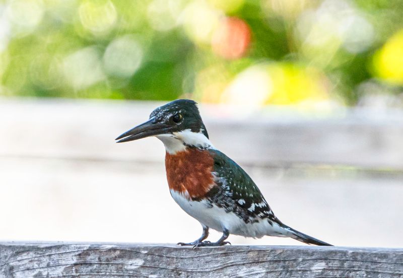 Green Kingfisher  Male