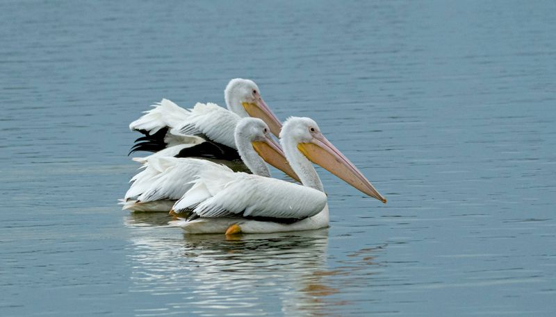 American White Pelican