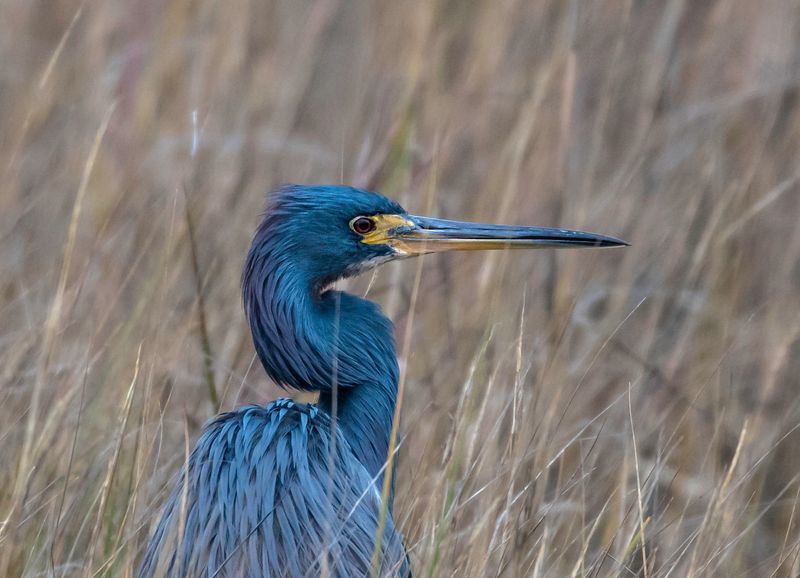 Little Blue Heron