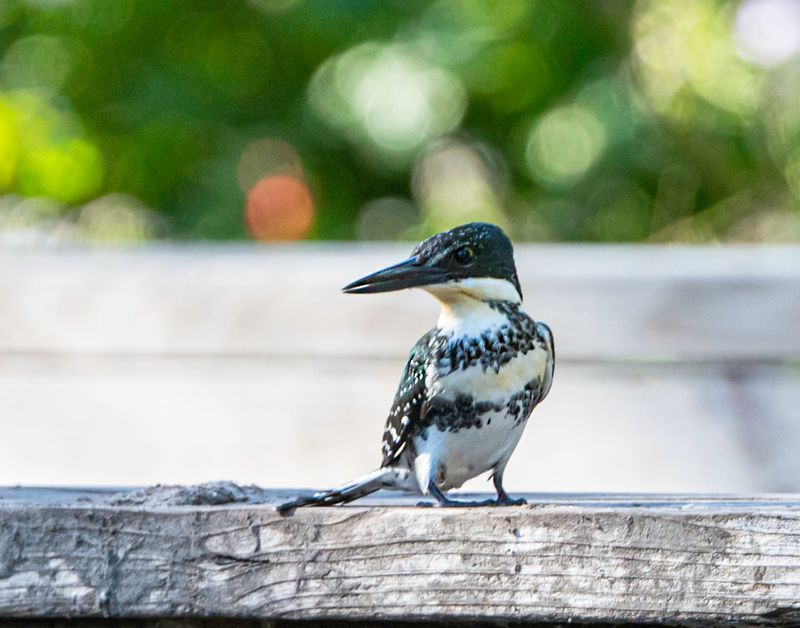 Green Kingfisher
