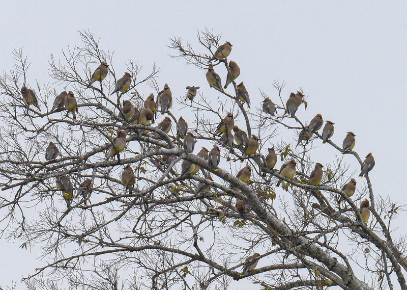Cedar Waxwings