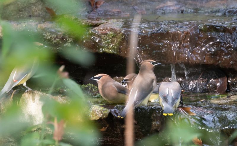Cedar Waxwing