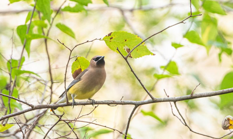 Cedar Waxwing