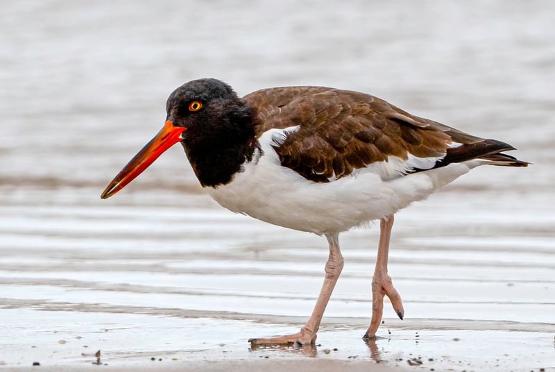 American Oystercatcher