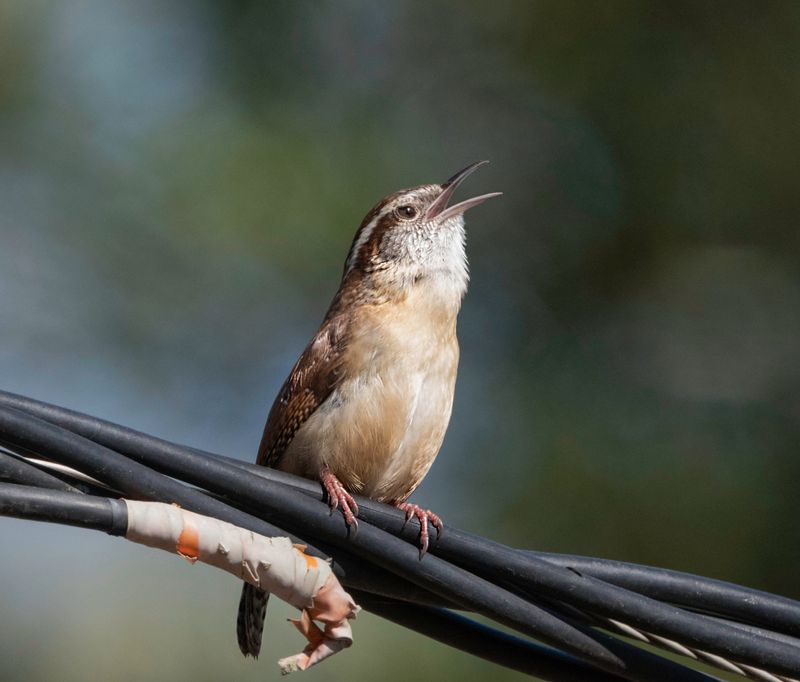 Carolina Wren