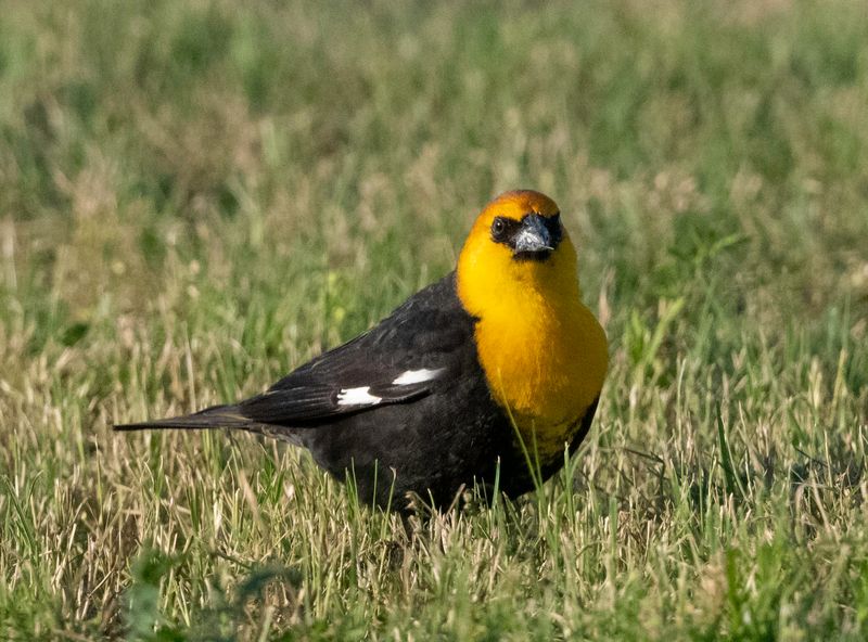 Yellow-headed Blackbird