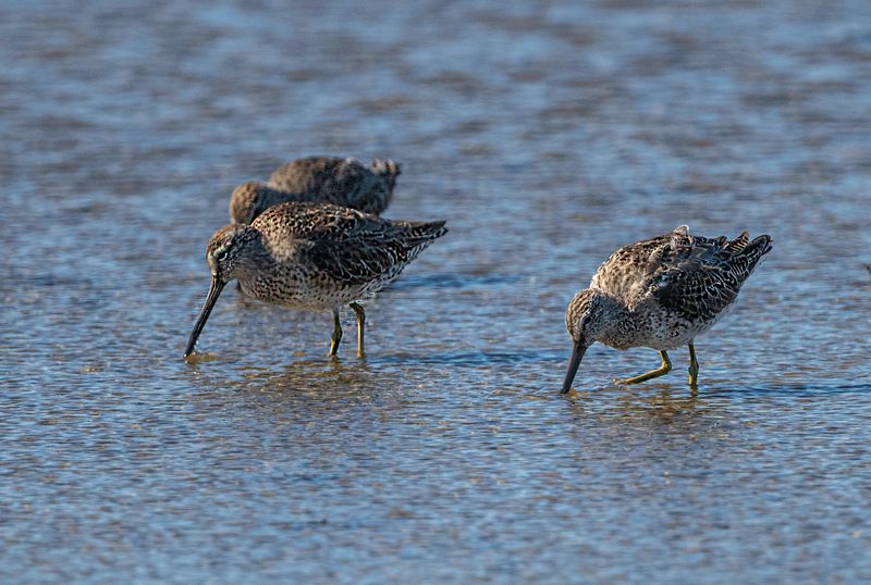 Short-billed Dowitcher