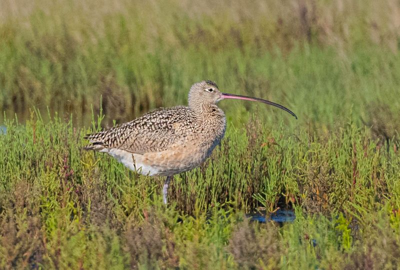 Long-billed Curlew