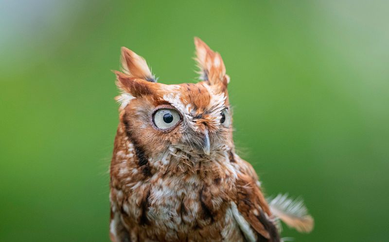 Eastern  Screech-Owl