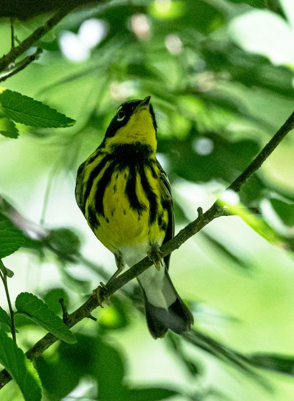 Magnolia Warbler
