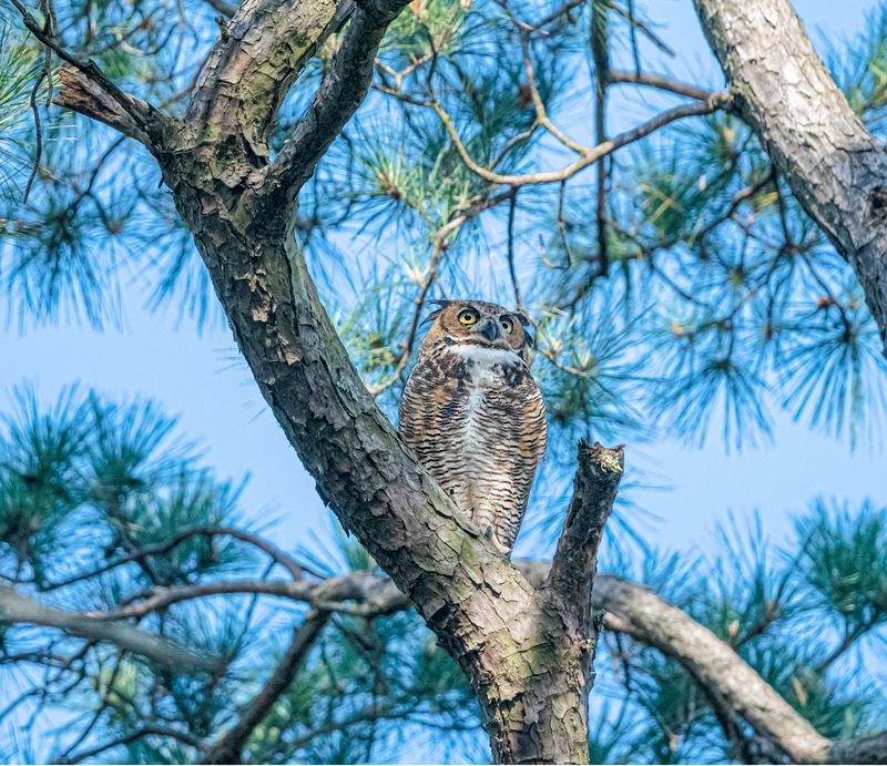 Great Horned Owl