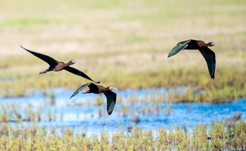 White-faced Ibis