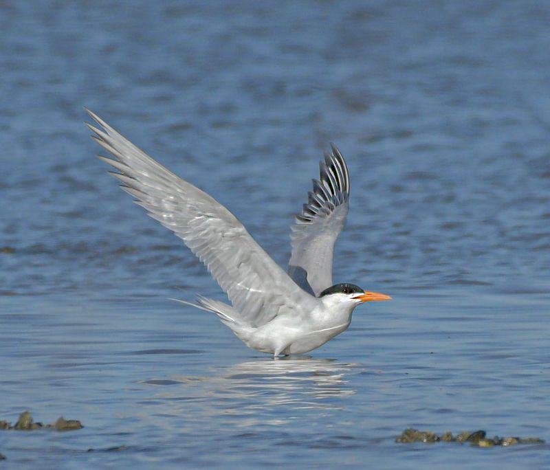 Common Tern