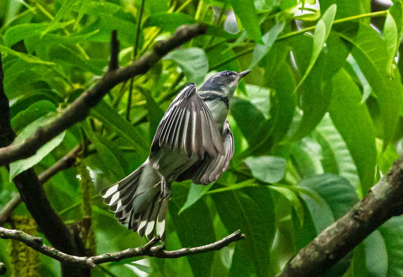 Cerulean Warbler