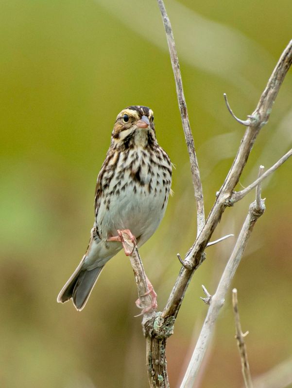 Savannah Sparrow