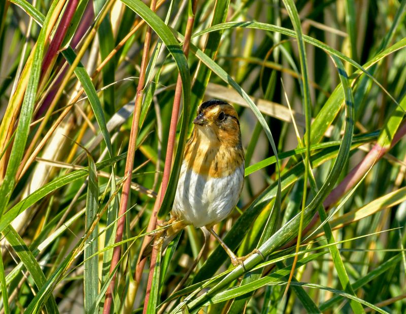 Nelsons Sparrow