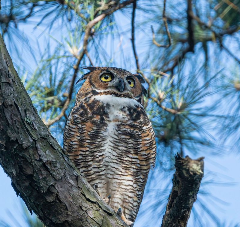 Great Horned Owl