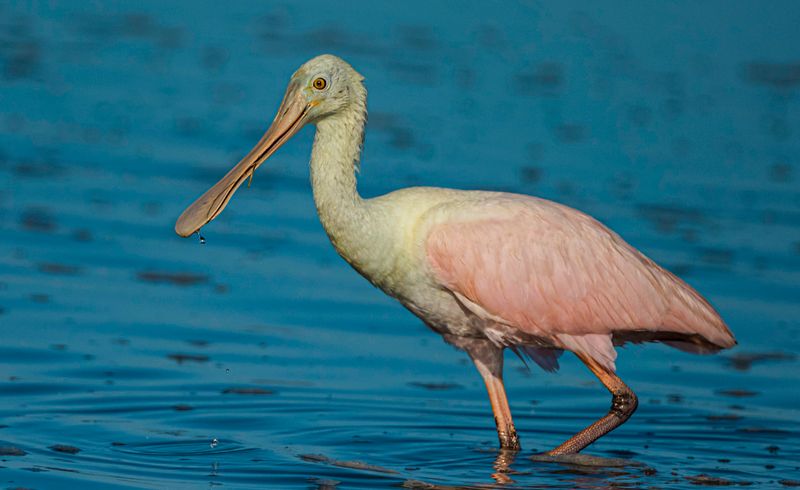 Roseate Spoonbill