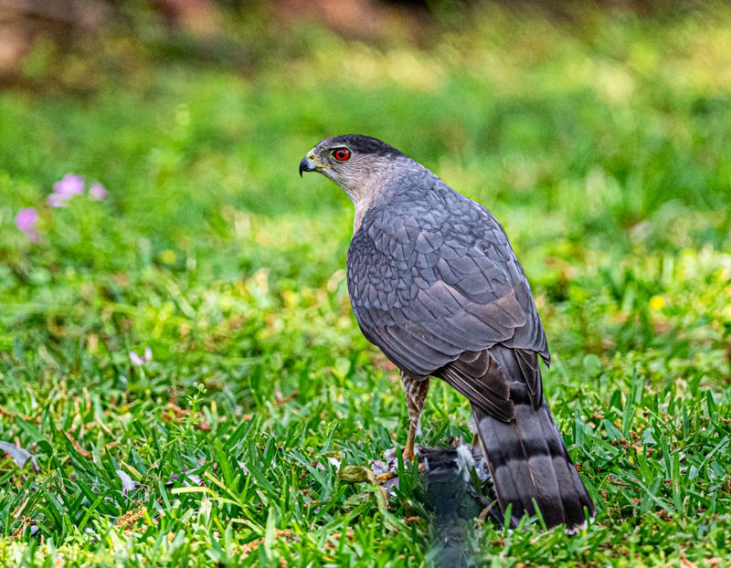 Coopers Hawk