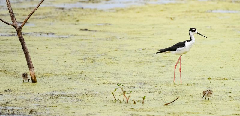 Black-necked Stilt and Juveniles