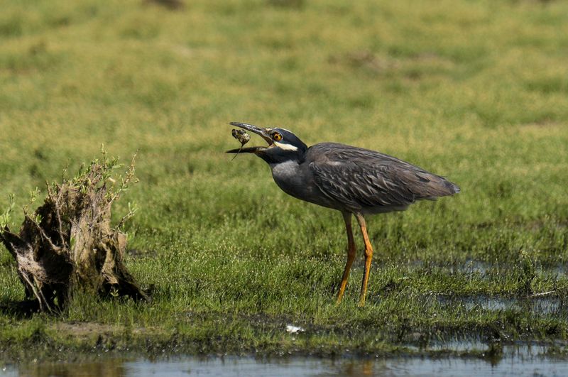 Yellow-crowned Night-Heron