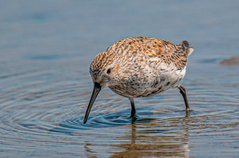 Dunlin
