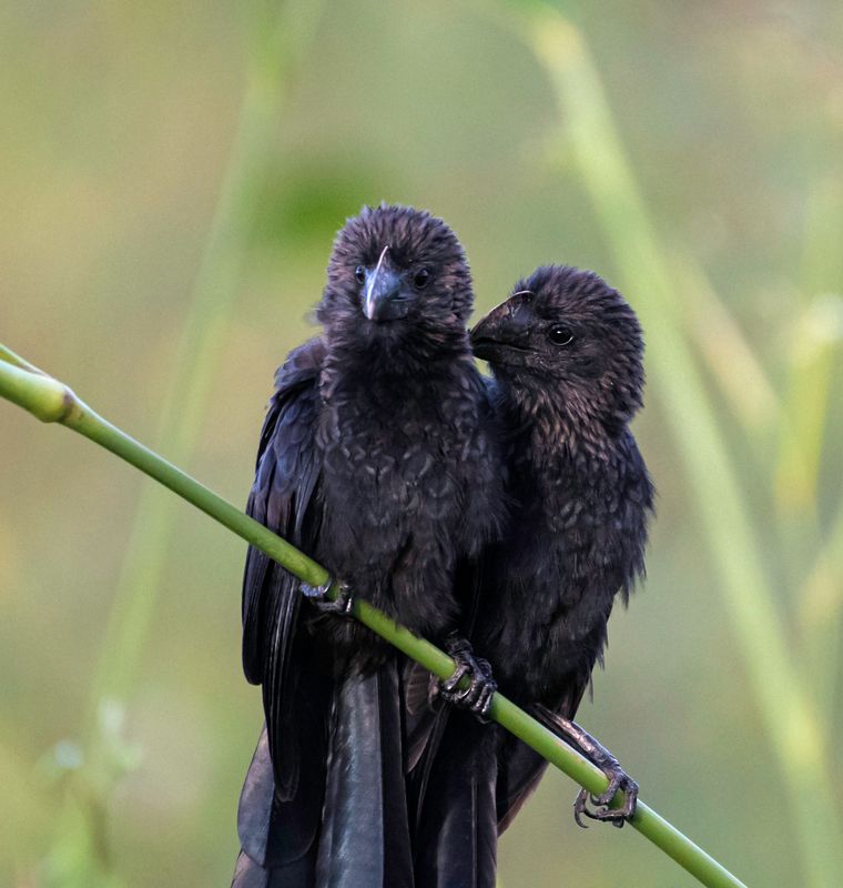 Smooth-billed Ani