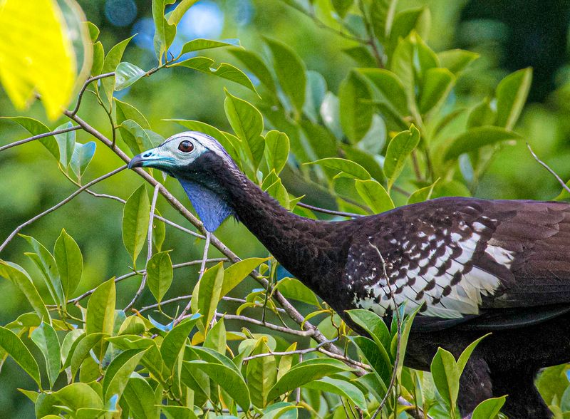 Trinidad Piping-Guan