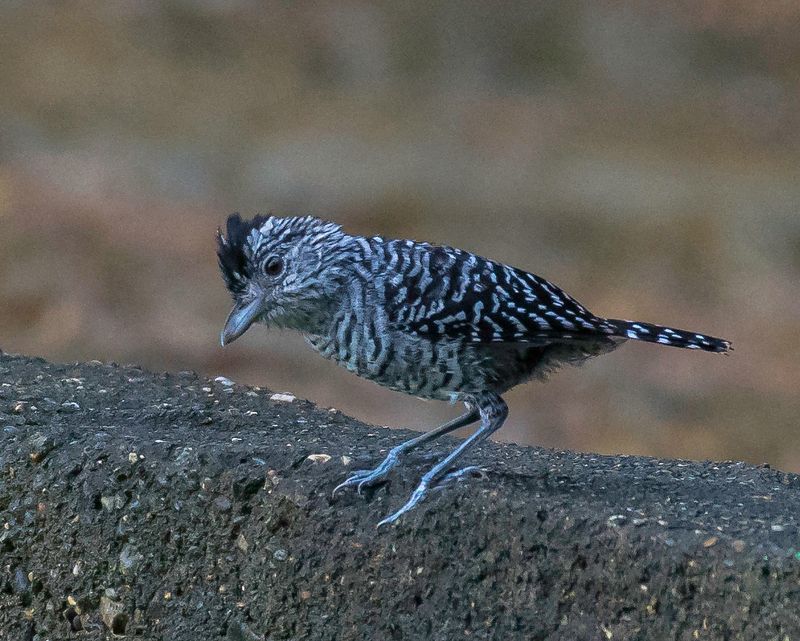 Barred Antshrike  Male