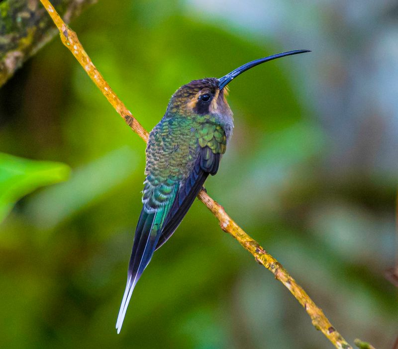 Green Hermit  Adult female