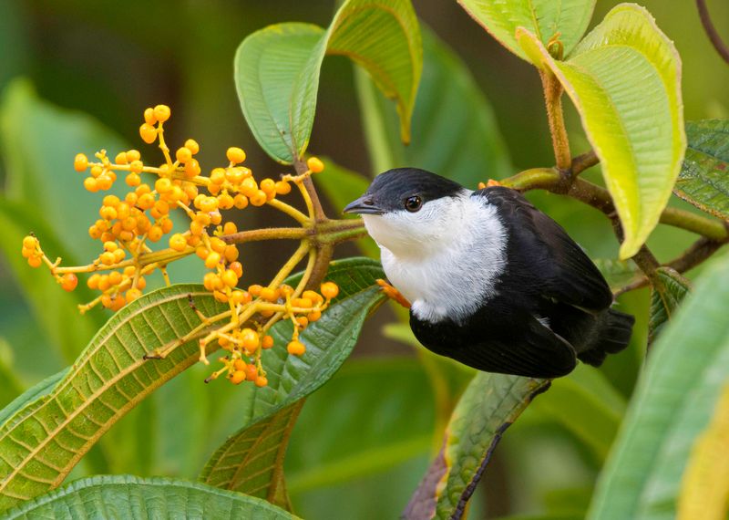 White-bearded Manakin