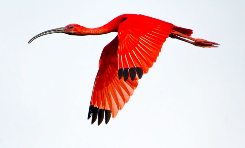Scarlet Ibis adult