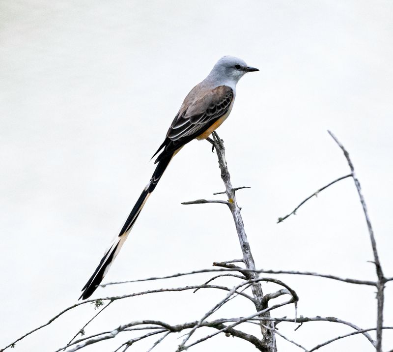 Scissor-tailed Flycatcher
