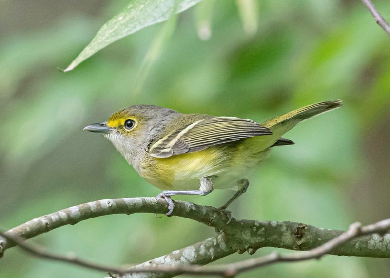 White-eyed Vireo