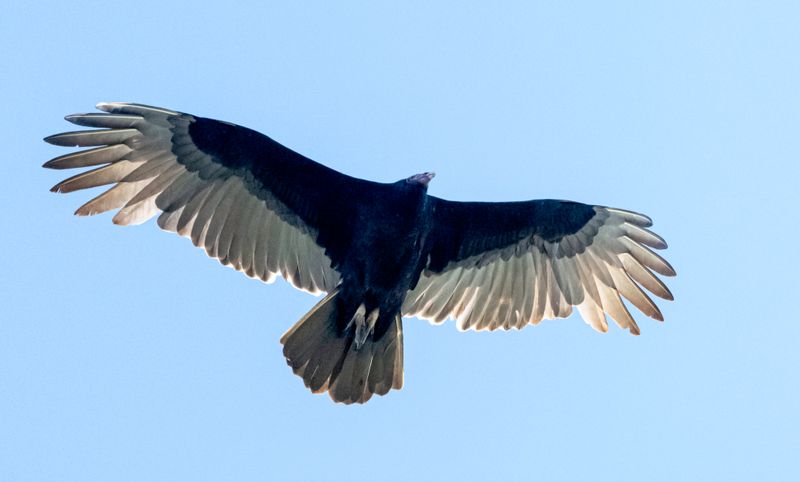 Turkey Vulture