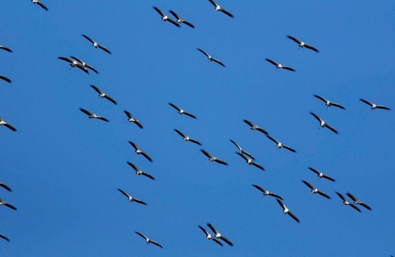 Wood Storks