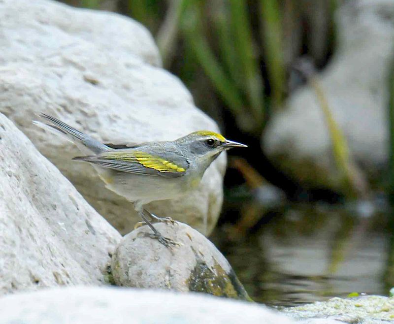 Golden-Winged Warbler