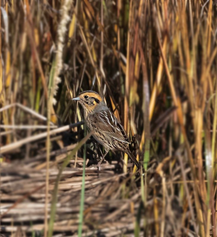 Nelsons Sparrow