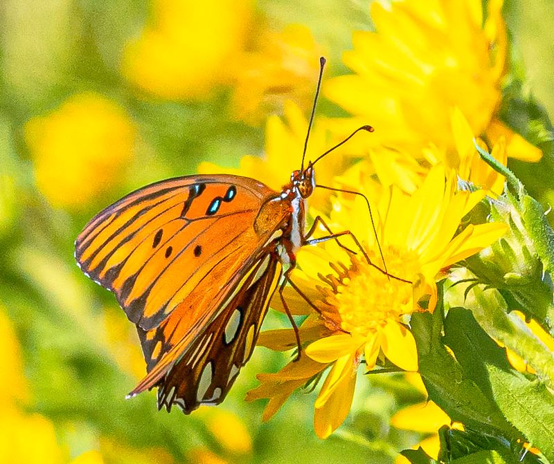 Gulf Fritillary