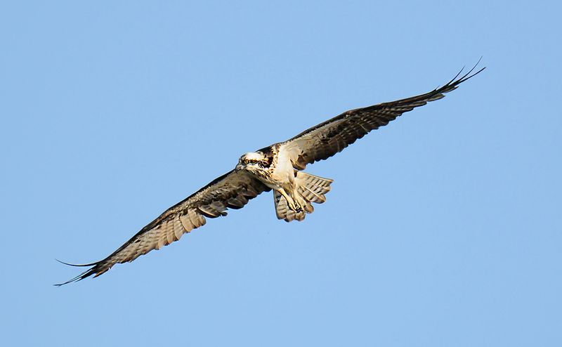 Osprey
