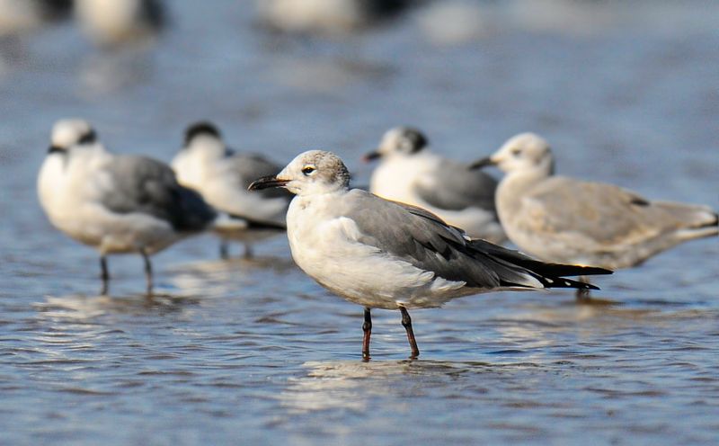Franklins Gull    Winter adult
