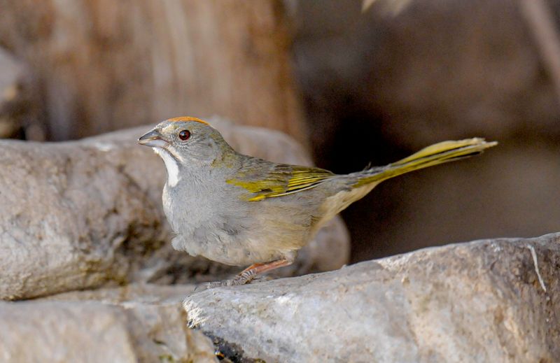 Green-tailed Towhee