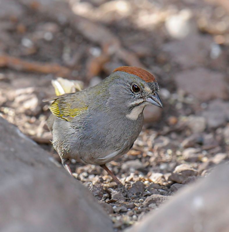 Green-tailed Towhee
